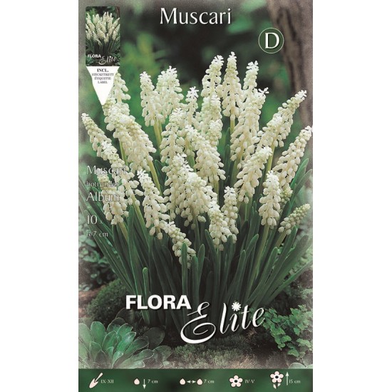 BULBS MUSCARIS BLANCS BULBS MUSCARIS BLANCS