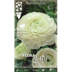 BULBS RADUNCULO BLANCS
