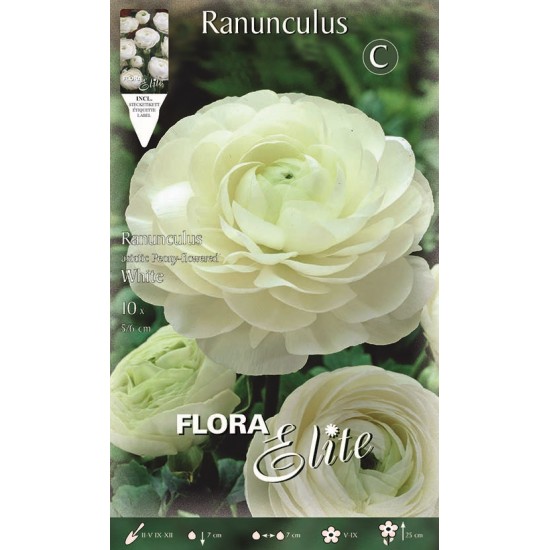 BULBS RADUNCULO BLANCS BULBS RADUNCULO BLANCS