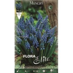 BULBS MUSCARIS BLAUS