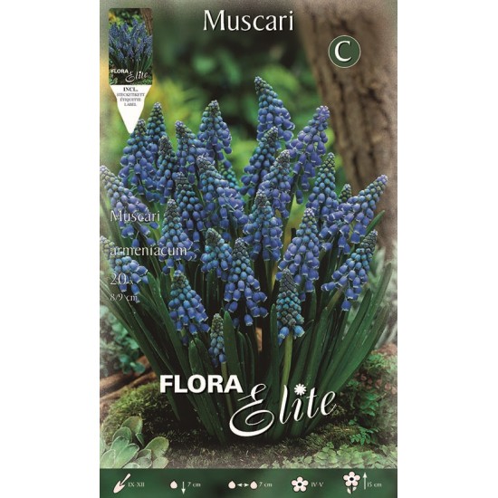 BULBS MUSCARIS BLAUS BULBS MUSCARIS BLAUS