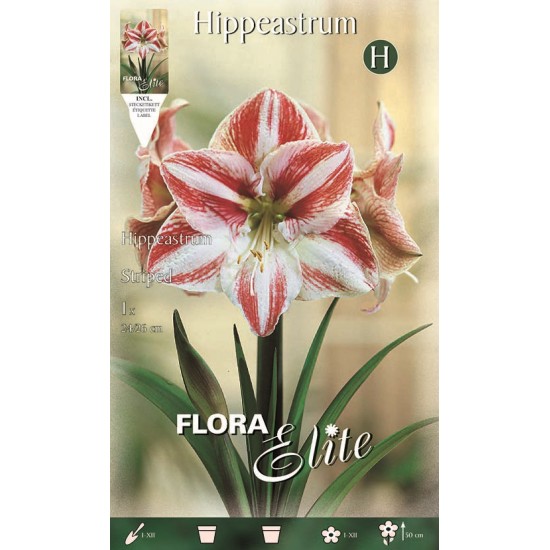 BULBS AMARILLIS ESTRIATS VERMELLS-BLANCS BULBS AMARILLIS ESTRIATS VERMELLS-BLANCS