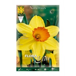 BULBS NARCISOS TROMPETA GROC-TARONJA