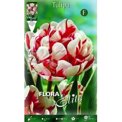 BULBS TULIPES BLANQUES-VERMELLES