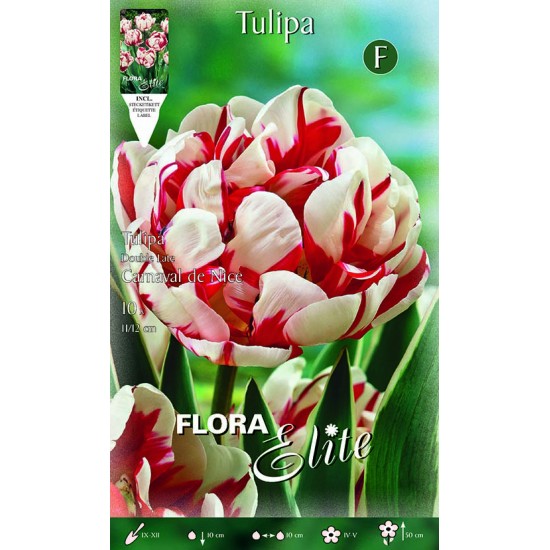 BULBS TULIPES BLANQUES-VERMELLES