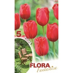 BULBS TULIPES VERMELLES FLORA FANTASTICA