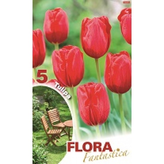 BULBS TULIPES VERMELLES FLORA FANTASTICA BULBS TULIPES VERMELLES FLORA FANTASTICA