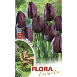 BULBS TULIPES NEGRES FLORA FANTASTICA
