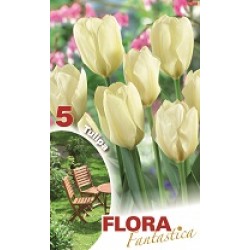BULBS TULIPES BLANQUES FLORA FANTASTICA