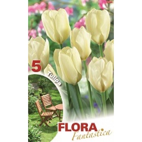 BULBS TULIPES BLANQUES FLORA FANTASTICA BULBS TULIPES BLANQUES FLORA FANTASTICA