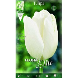 BULBS TULIPES BLANQUES