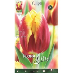 BULBS TULIPES VERMELLES BORDES I GROGUES