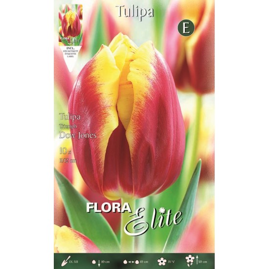 BULBS TULIPES VERMELLES BORDES I GROGUES BULBS TULIPES VERMELLES BORDES I GROGUES