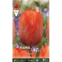 BULBS TULIPES DARWIN TARONJES
