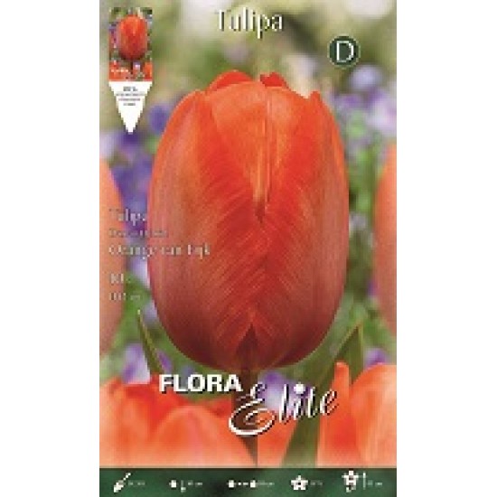 BULBS TULIPES DARWIN TARONJES BULBS TULIPES DARWIN TARONJES