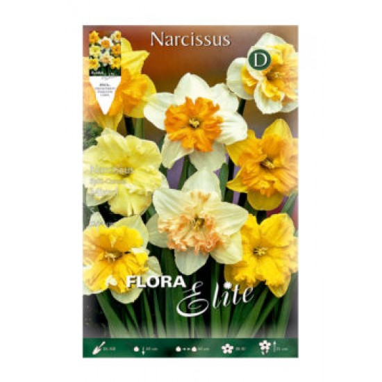 BULBS NARCÍS CORONA BARREJA BULBS NARCÍS CORONA BARREJA