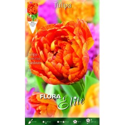 BULBS TULIPES DARWIN DOBLE TARONJES