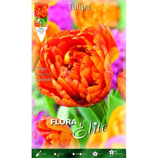 BULBS TULIPES DARWIN TARONJES BULBS TULIPES DARWIN TARONJES