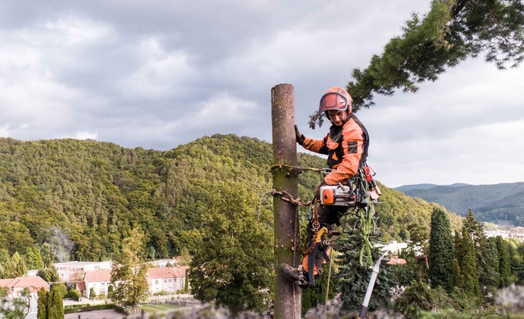 Tree Cutting Services Andorra