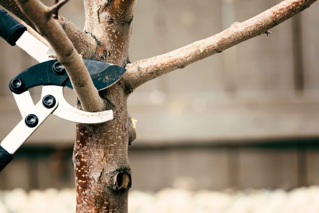 Tree Pruning Services in Andorra