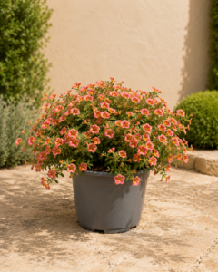 Calibrachoa Multiflora