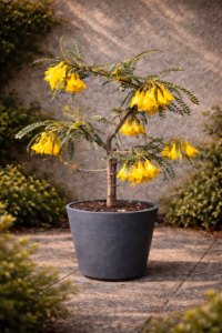 Sophora — Arbre de les Pàgodes