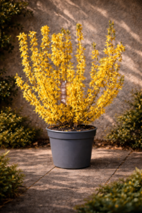 Forsythia intermedia