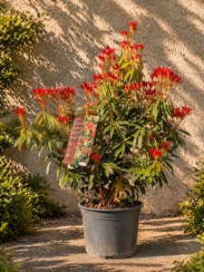 Pieris Forest Flame