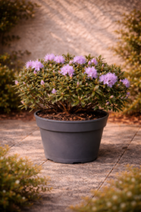 Rododendre Nan