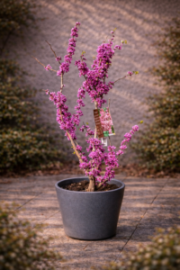 Cercis, l’arbre de l’amor