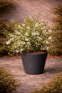 Exochorda Snow White
