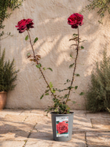 Rosa Edith Piaf