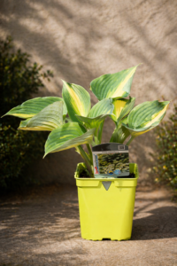 Hosta
