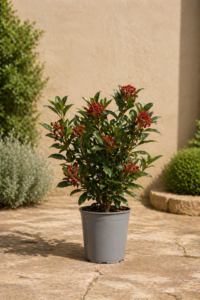 Skimmia de Reeves