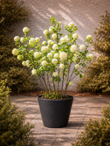 Viburnum Bola de Neu
