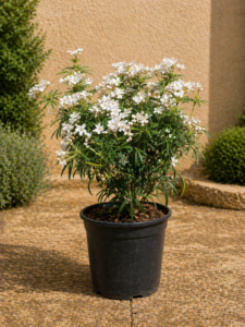Choisya Scented Gem