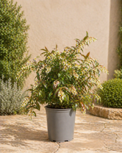 Leucothoe Keiskei
