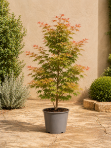 Acer del Japó Osakazuki