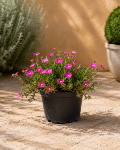 Drosanthemum — Glacialla
