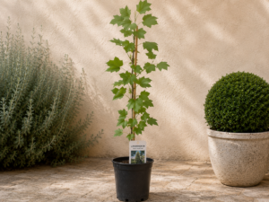 Arbre Tuliper Columnar