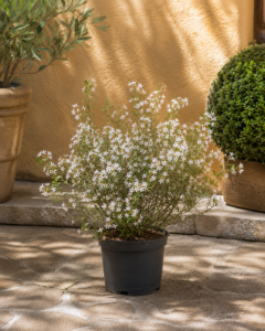 Deutzia Gràcil