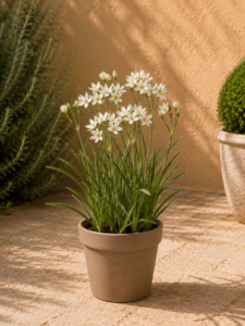 Ornithogalum — Llàgrima de Betlem