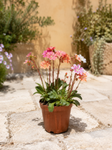 Lewisia