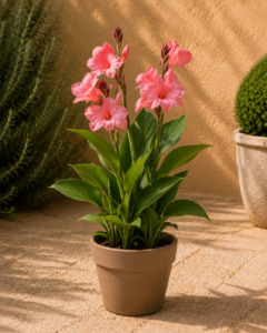 Canna Perfumella