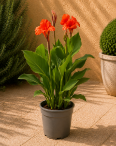 Canna Indica
