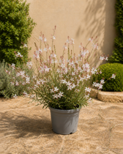 Gaura de Lindheimer