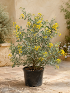 Coronella Valenciana