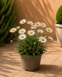 Margarida