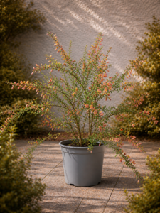 Coronella Valenciana