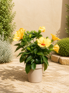 Hibiscus Tropical Groc
